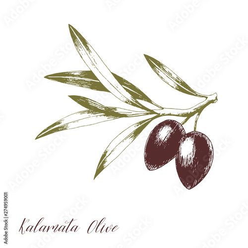 Tree branch with leaves and kalamate olives. Hand drawn vector illustration. Greek food sketch.