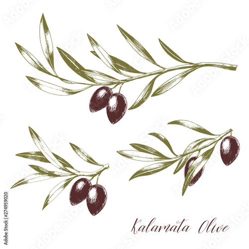 Set of tree branches with leaves and kalamata olives. Hand drawn vector illustration. Greek food sketch.