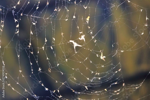 Spinnennetz