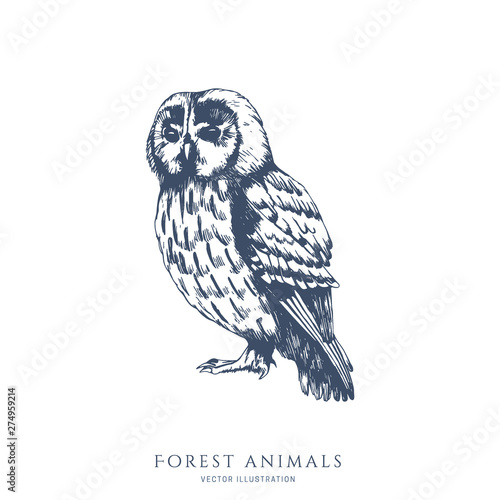 Sitting owl monochrome hand drawn sketch. Wildlife vector illustration. Forest bird.