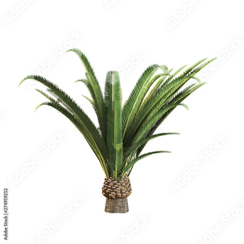 Palm tree 3d render isolated