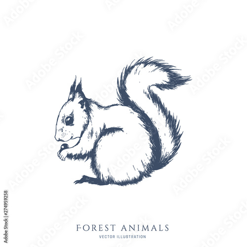 Sitting squirrel monochrome hand drawn sketch. Wildlife vector illustration. Forest animal.