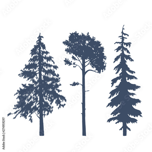 Set of coniferous trees silhouettes. Vector illustration of pines, spruces and firs.