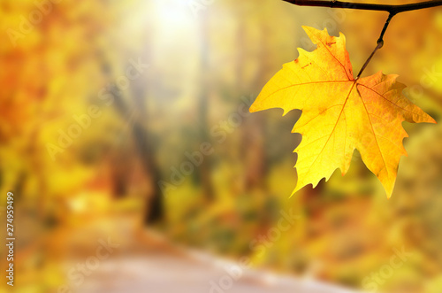 Autumn background. Yellow leaf in autumn park on a blurred background