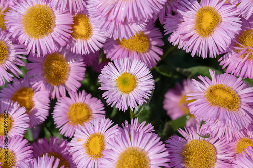Closeup of blooming chamomile in garden, summer background