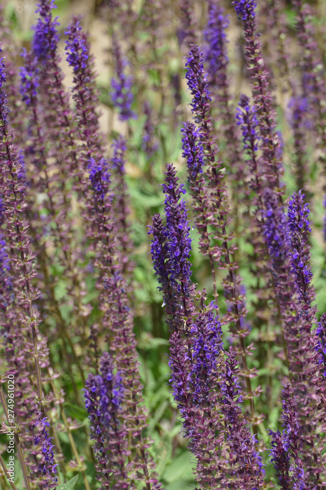 Obraz premium nice salvia blossom