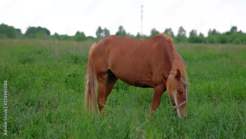 Beautiful Red horse eating grass at rural field. Close up. 4k. Beautiful Red horse eating grass at rural field. Close up. 4k.