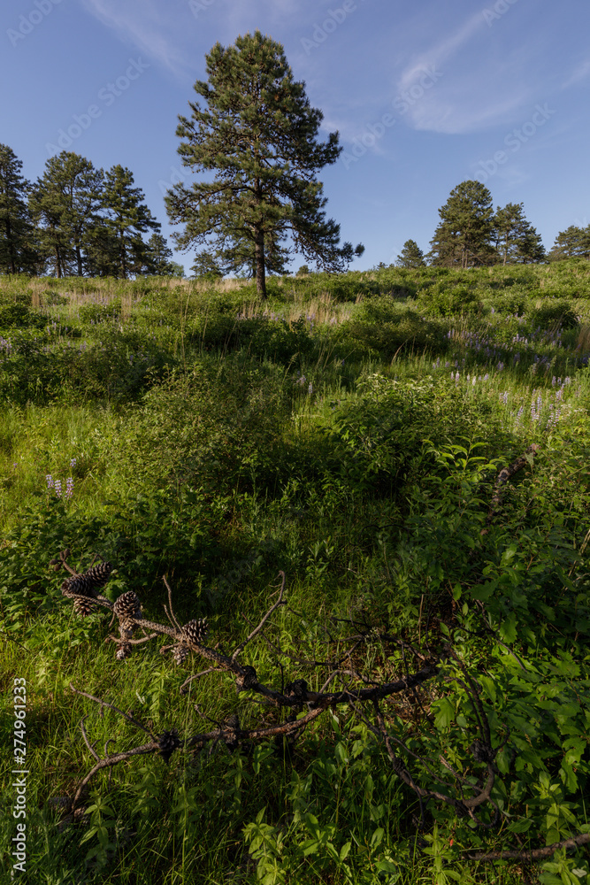 Albany Pine Bush Preserve. Albany, New York, USA.