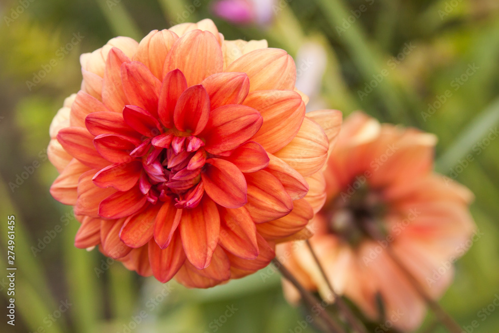 Dahlia orange Dahlia orange