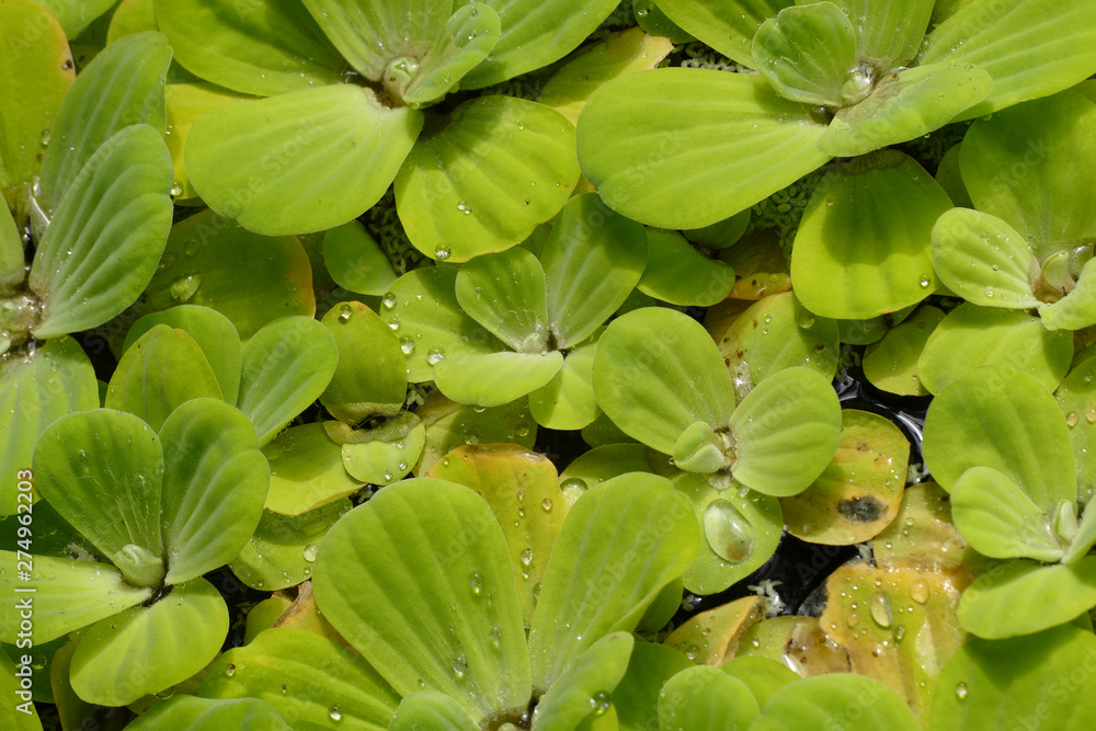 nice fresh pistia with rain drops nice fresh pistia with rain drops