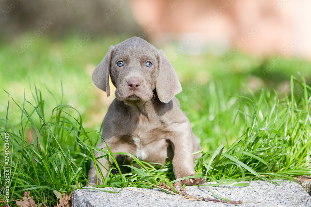 Rassehunde Weimeraner Welpen im Garten