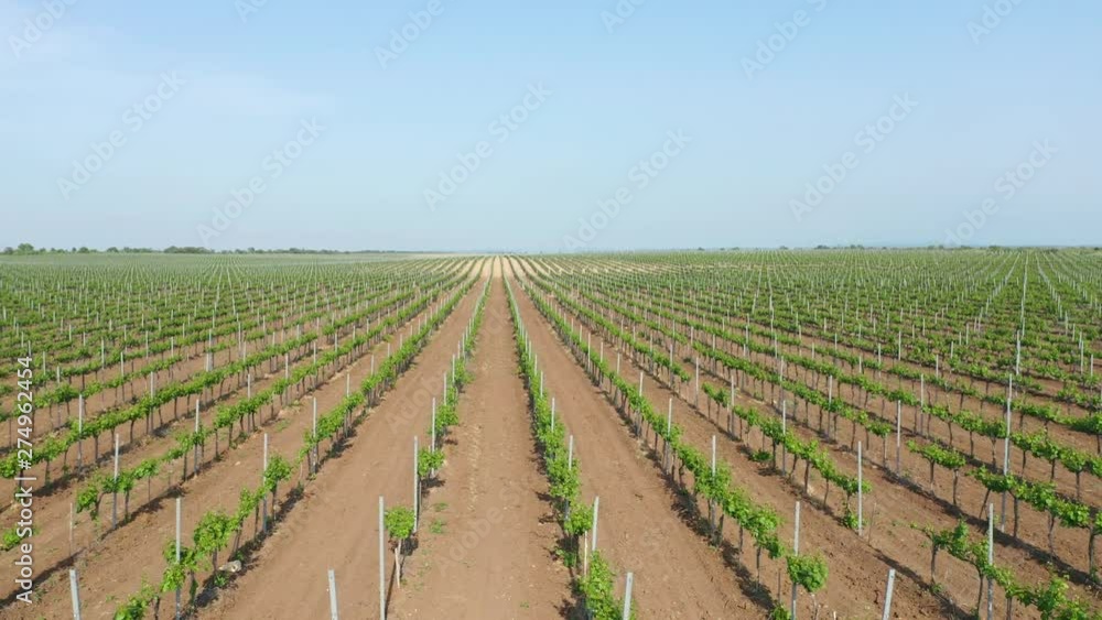 Aerial nature 4K video. Flight over green vineyard meadow. Agriculture industry scene. Spring season time. Aerial nature 4K video. Flight over green vineyard meadow. Agriculture industry scene. Spring season time.
