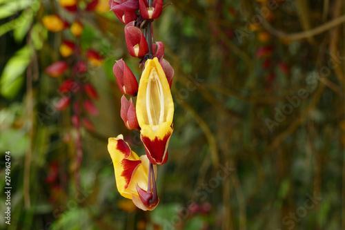 nice yellow red orchidea