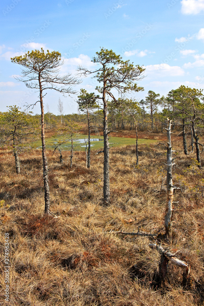 Great Ķemeri Bog in Ķemeri National Park in Latvia Great Ķemeri Bog in Ķemeri National Park in Latvia