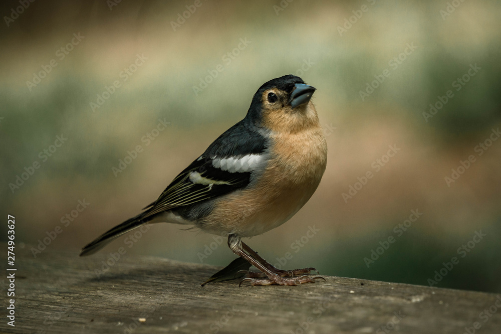 Fototapeta premium Bird, Tenerife, Canarias, Spain