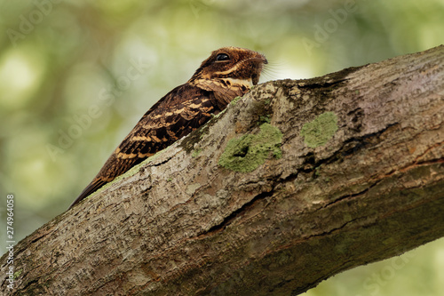 Large-tailed Nightjar - Caprimulgus macrurus nightjar in the family Caprimulgidae  found along the southern Himalayan foothills  eastern South Asia  Southeast Asia and northern Australia