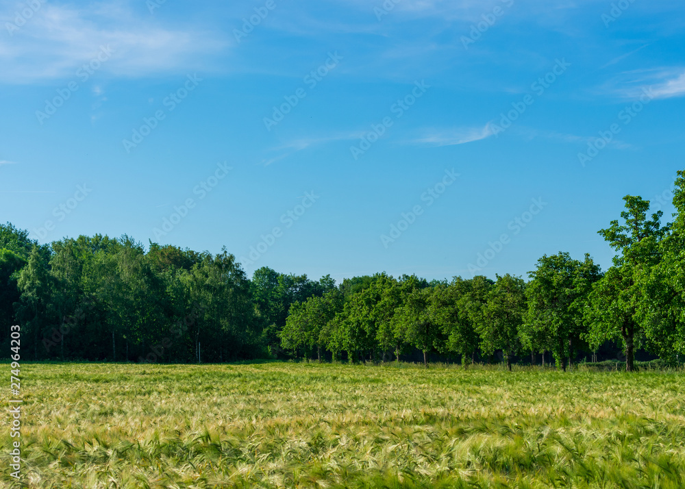 Feld mit Sommerweizen umgeben von Bäumen. Standort: Deutschland, Nordrhein-Westfalen, Borken Feld mit Sommerweizen umgeben von Bäumen. Standort: Deutschland, Nordrhein-Westfalen, Borken