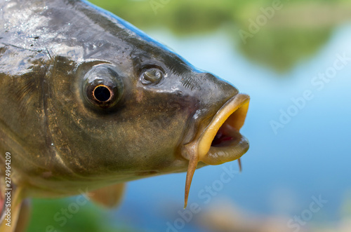 carp fish head close up against a lake