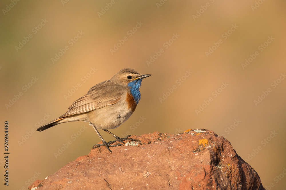 Stunning bird photo. Bluethroat / Luscinia svecica Stunning bird photo. Bluethroat / Luscinia svecica