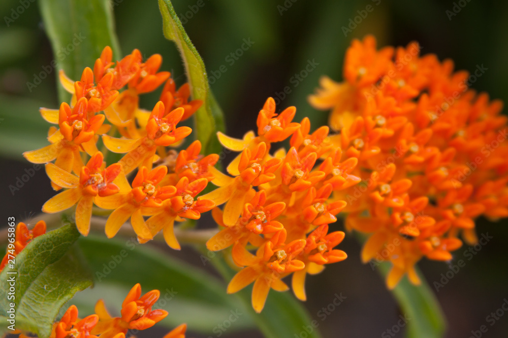 Asclepias Butterfly milkweed Asclepias Butterfly milkweed