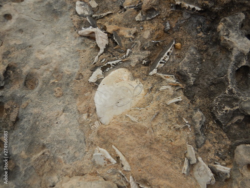 Fossilized white remains of sea urchin embedded in brown stone.