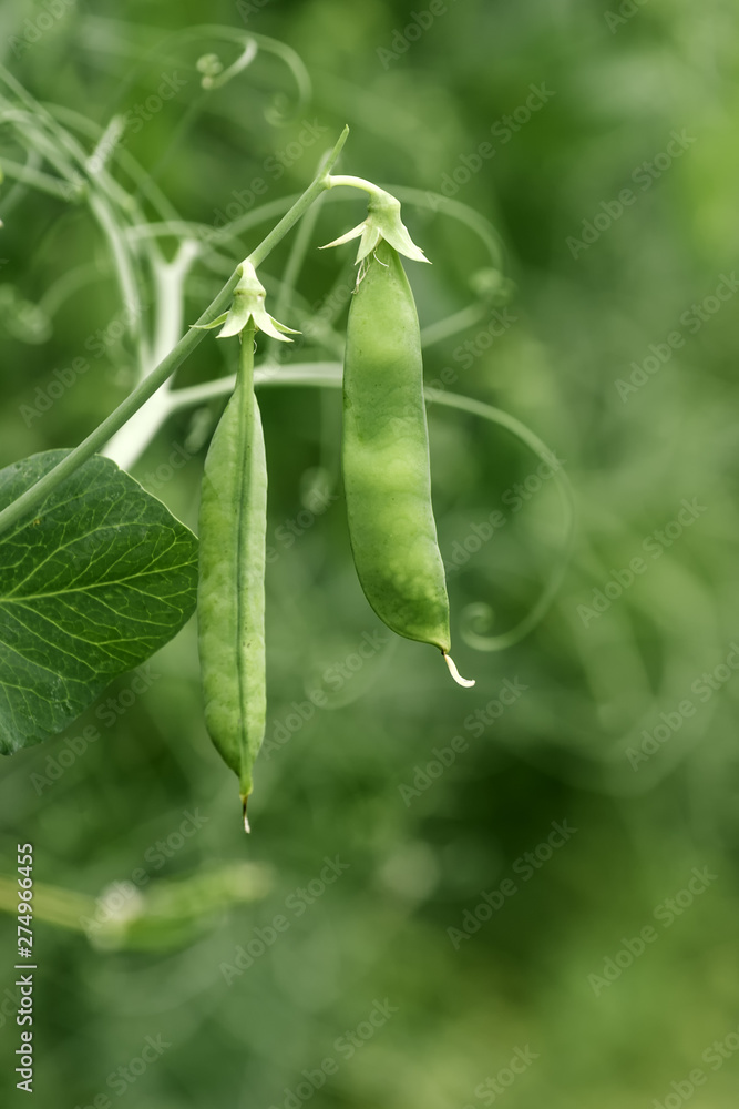 Locally grown green pea in organic garden Locally grown green pea in organic garden