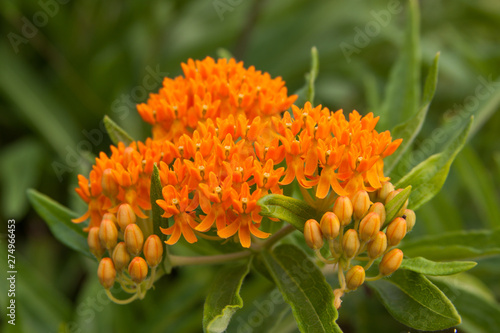 Asclepias Butterfly milkweed photo
