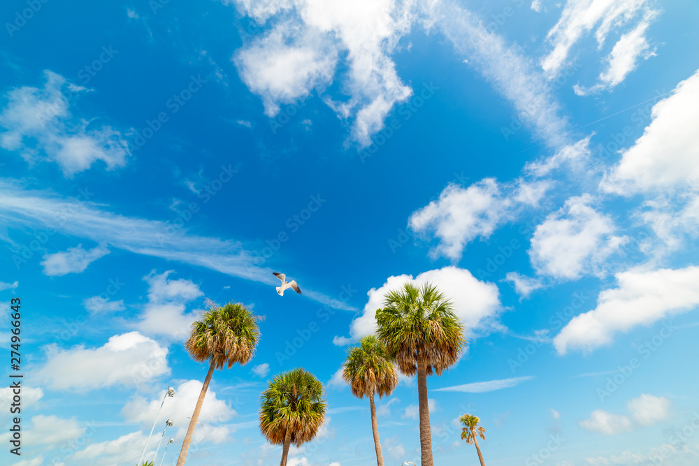 Seagull flying over palm trees in Clearwater