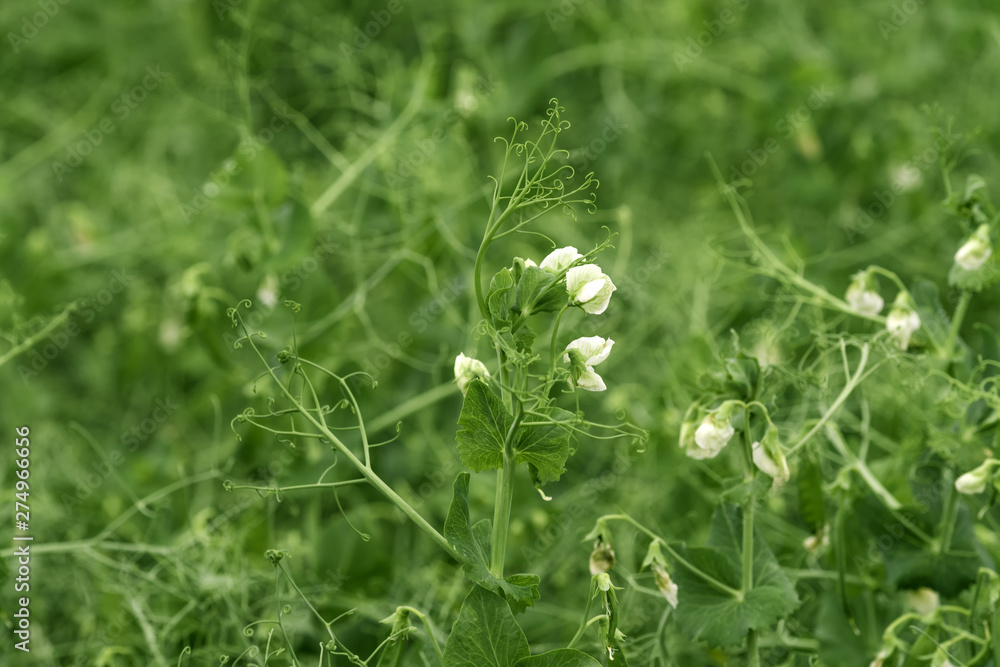 Green peas flower and vine in garden Green peas flower and vine in garden