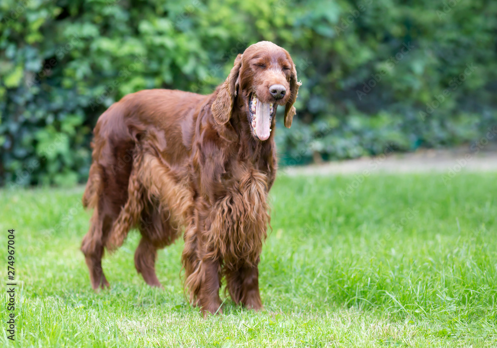 Laughing happy irish setter pet dog yawning in the grass Laughing happy irish setter pet dog yawning in the grass