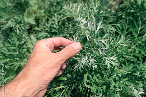 Tableau sur toile Gardener examining common wormwood plants in garden