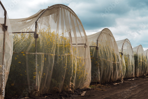 Organic sustainable growing oilseed rape experiment in controlled conditions