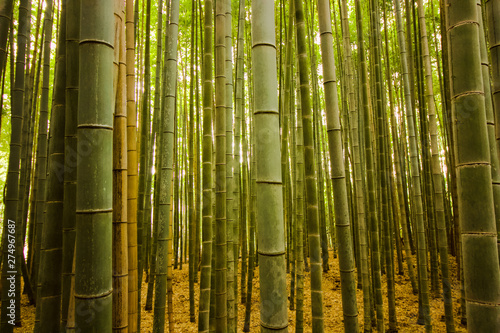 Bamboo stubs in the forest in Kyoto  Japan  enchanting forest of beautiful bamboo 