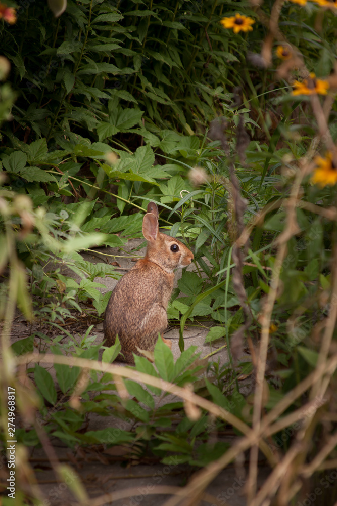 Rabbit in garden Rabbit in garden