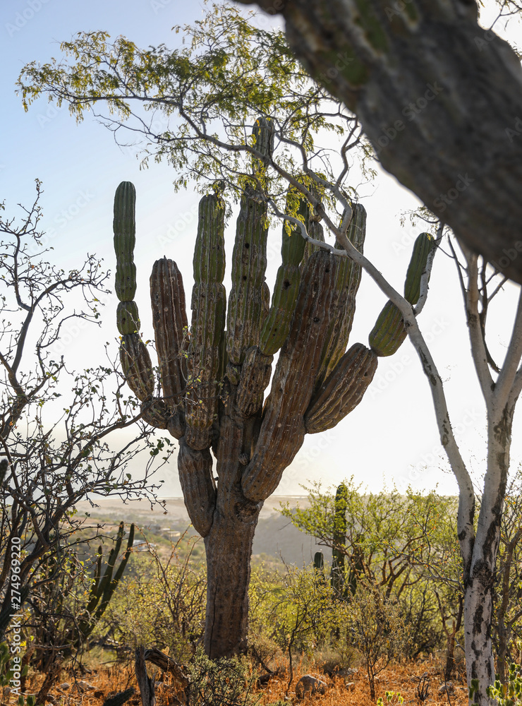 Large old cardon cactus in the desert in baja.