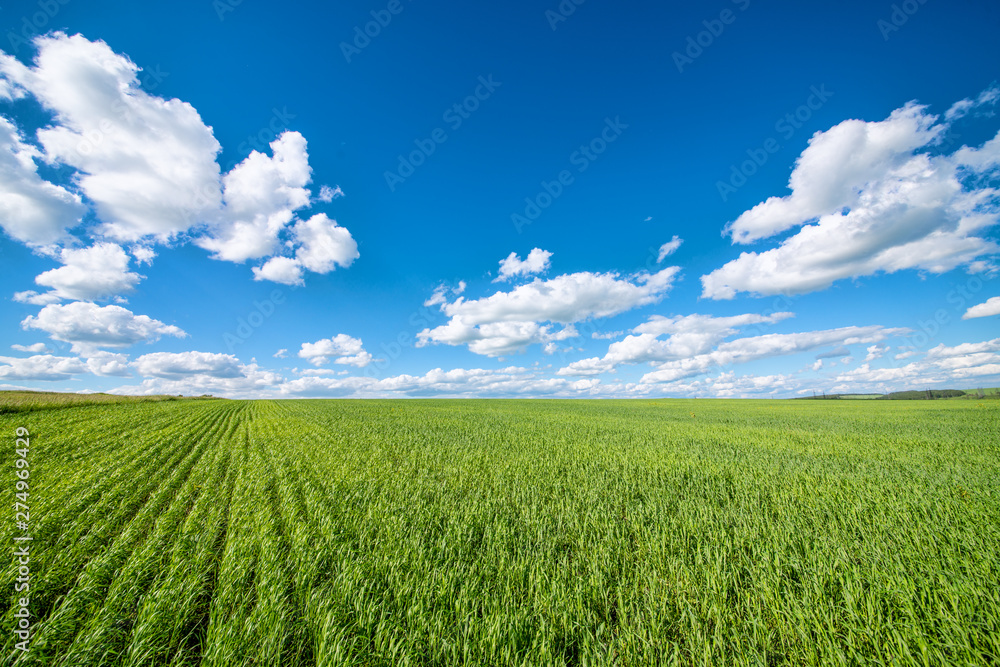 View of agricultural field with white fluffy clouds in blue sky at sunny summer day View of agricultural field with white fluffy clouds in blue sky at sunny summer day