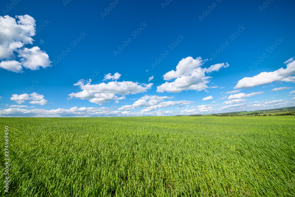 Fototapeta premium View of agricultural field with white fluffy clouds in blue sky at sunny summer day