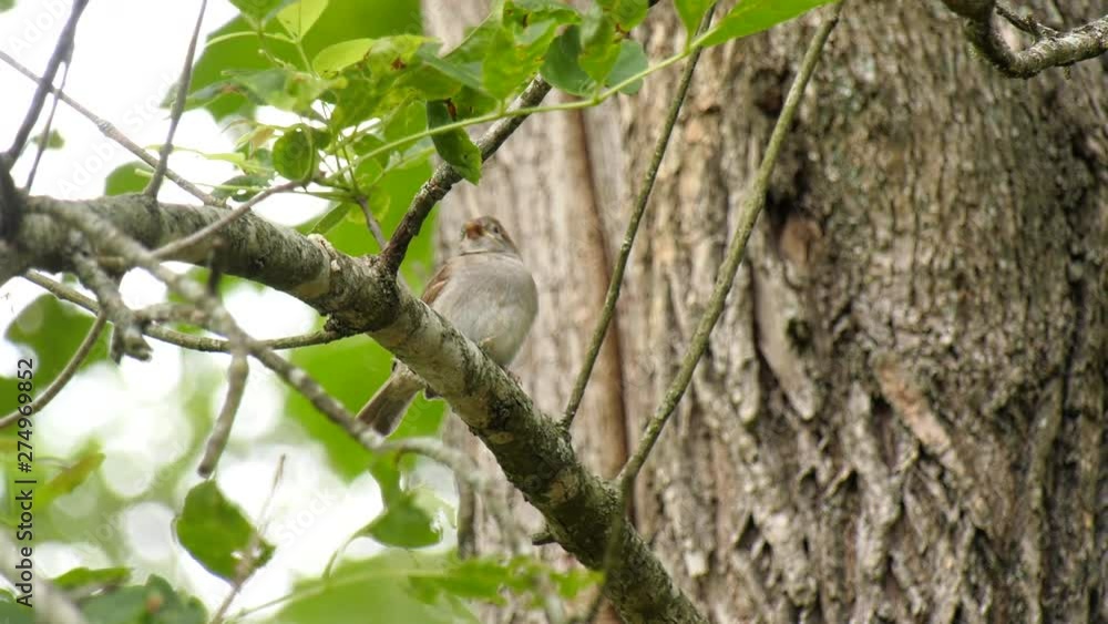Baby house sparrow bird scratching Baby house sparrow bird scratching