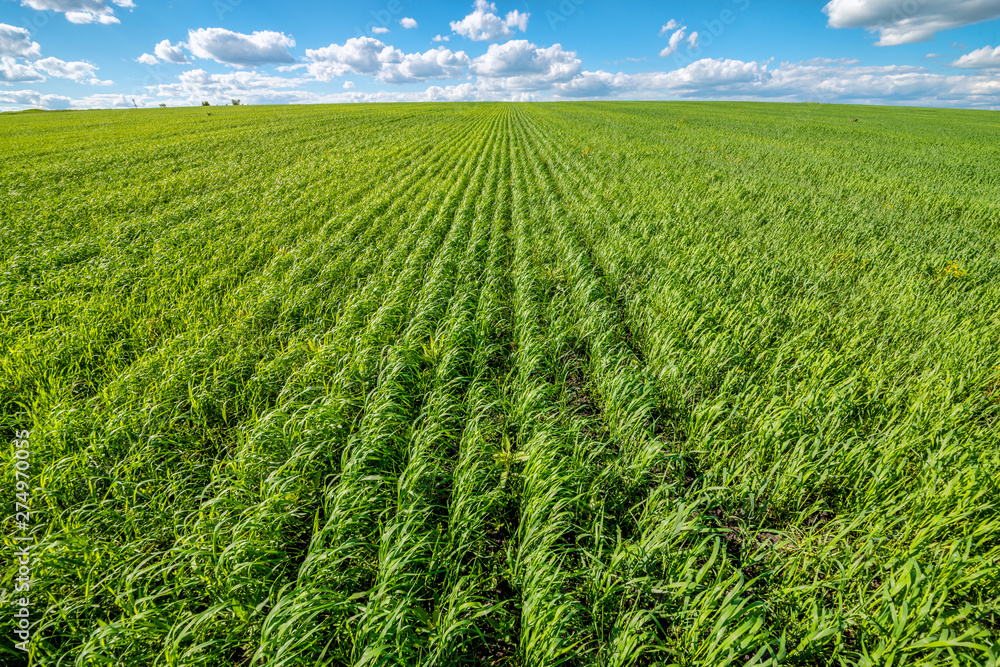 View of agricultural field with white fluffy clouds in blue sky at sunny summer day View of agricultural field with white fluffy clouds in blue sky at sunny summer day
