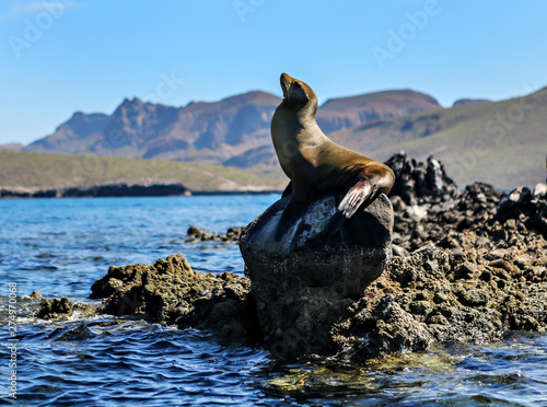 Sea lion on a rock in the Sea of Cortez