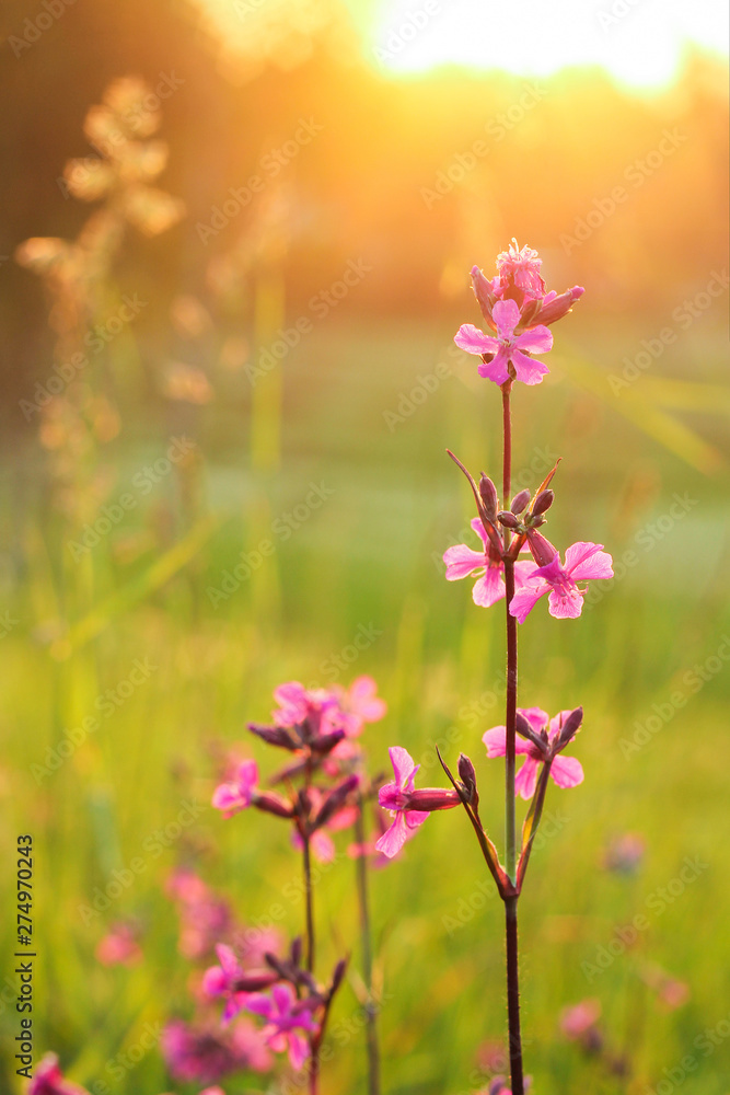 pink delicate wildflowers at sunset. bright summer photo. pink delicate wildflowers at sunset. bright summer photo.