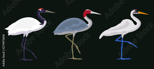 isolated vector image of a crane, large river bird, national fauna. flat cartoon illustration. realistic proportions. 