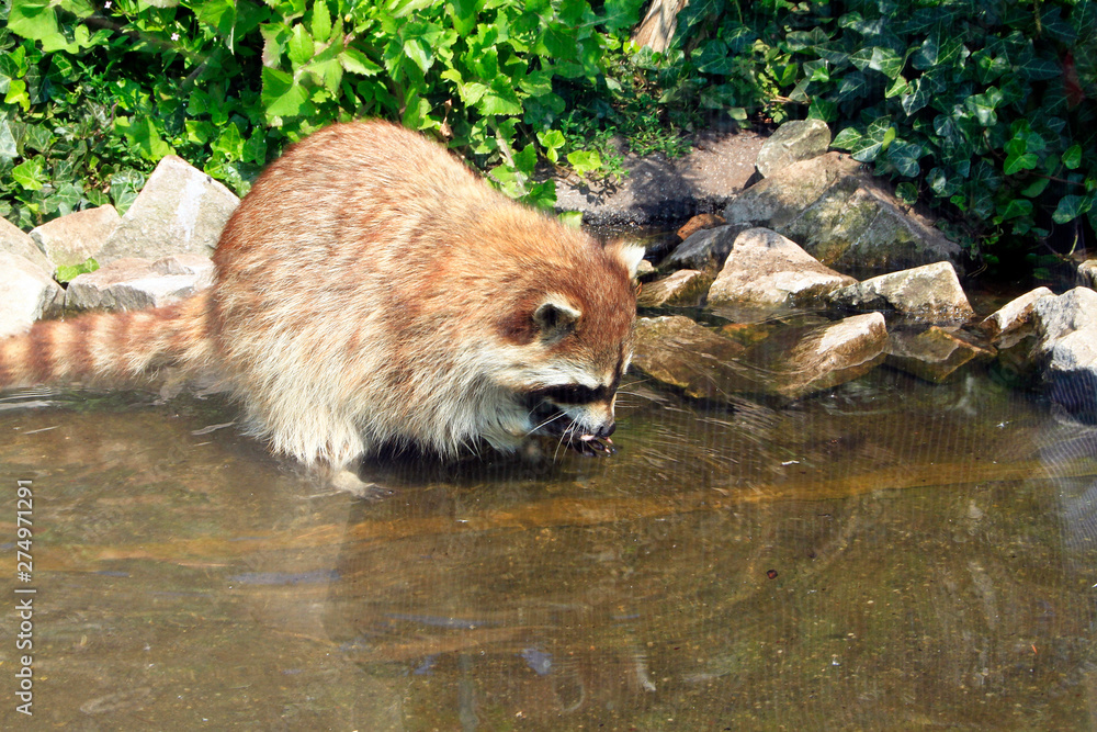Obraz premium Raccoon, Procyon lotor, Zoo by the sea, Bremerhaven, Bremen, Germany, Europe