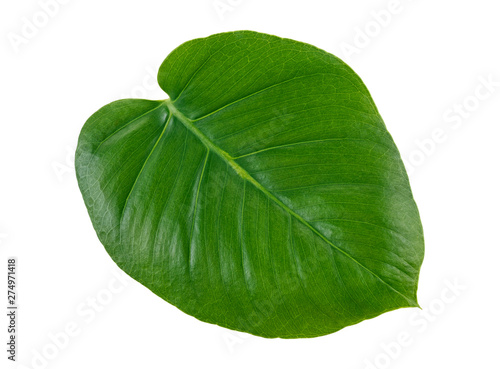 Leaf of Monstera plant  white background.