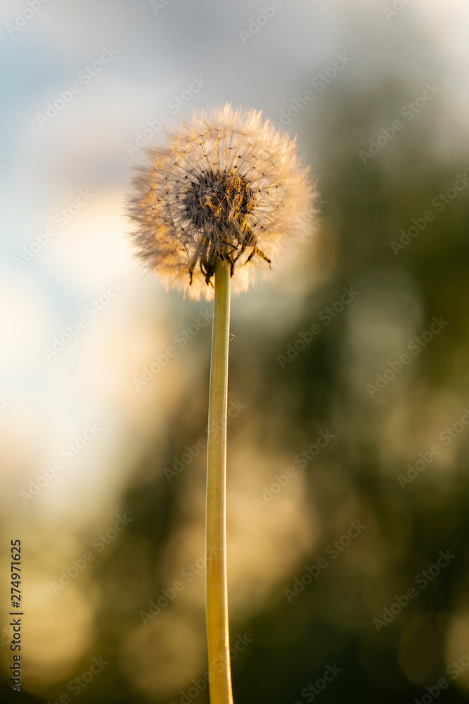 Dandelion ready to spread ripened seeds. Taraxacum is a large genusflowering plants in the family Asteraceae, which consists of species commonly known as dandelions. 