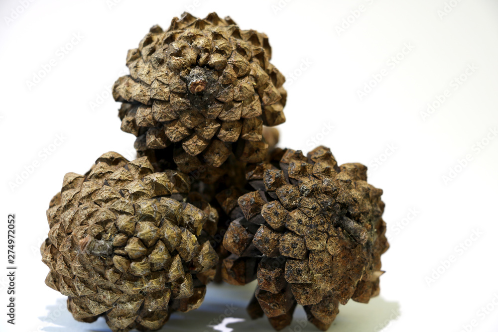 Pine cones isolated on white background Pine cones isolated on white background