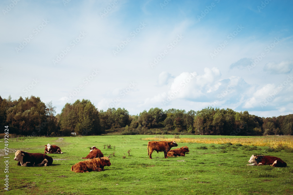 Highland Cattle and Mixed Herd in Swedish Countryside Highland Cattle and Mixed Herd in Swedish Countryside