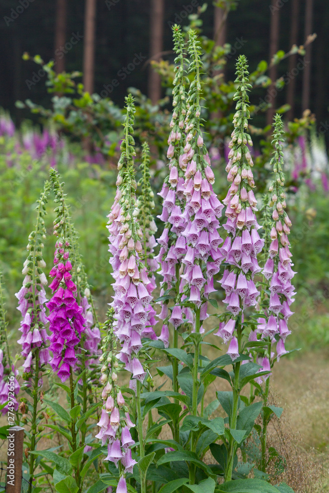 Fototapeta premium Foxglove digitalis plants on a forest clearing