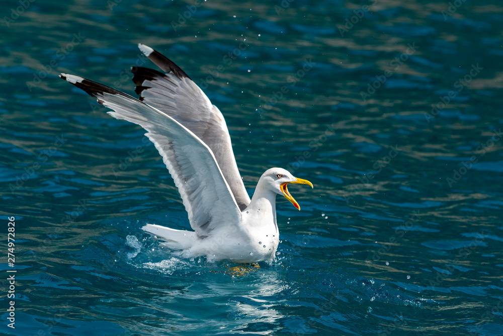 Obraz premium Gull hunting down fish