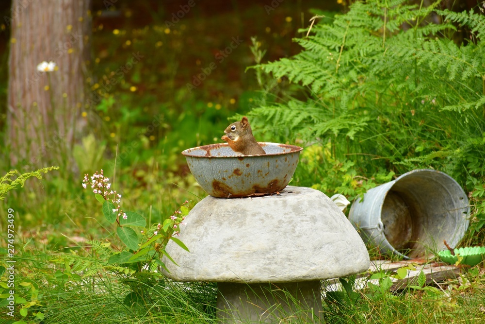 Squirrel sitting in a bowl and eating birdseed Squirrel sitting in a bowl and eating birdseed